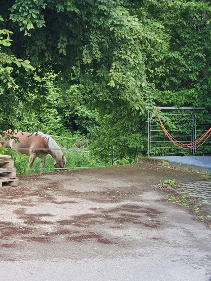 Ein Pferd grast neben dem Freiluftbereich der DEM.